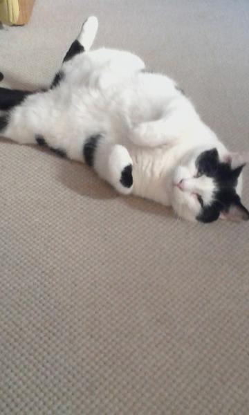 Come and sing the praises for your black/black and white cats