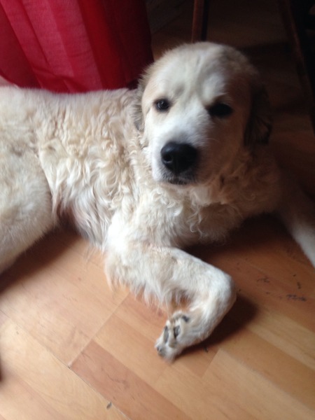 Is there a shameless photo sharing thread for our pooches??