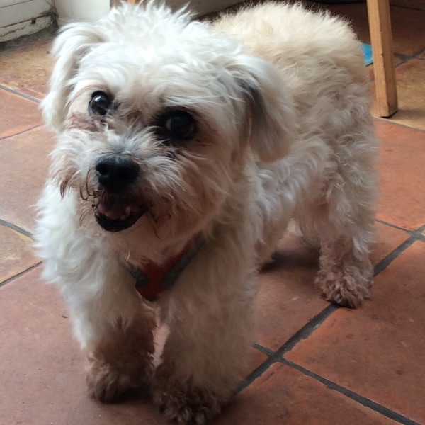 If you were reluctant to get a dog, did you get one and never look back...?
