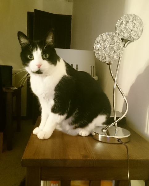 Come and sing the praises for your black/black and white cats