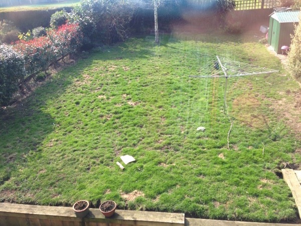 Help - what can I do about my lawn?  (photo)