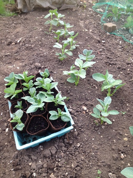 The 2015 Allotment / Veg Patch Thread - it's here!