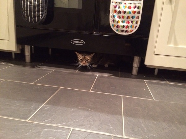 My lovely new cat!