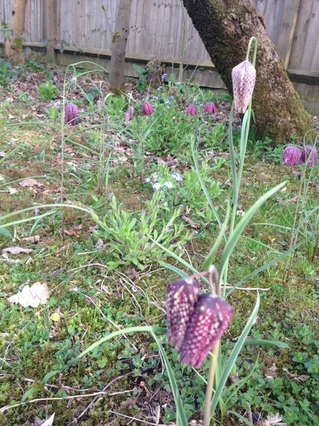 "In the spring, at the end of the day, you should smell like dirt."  This month's discussion in the potting shed.