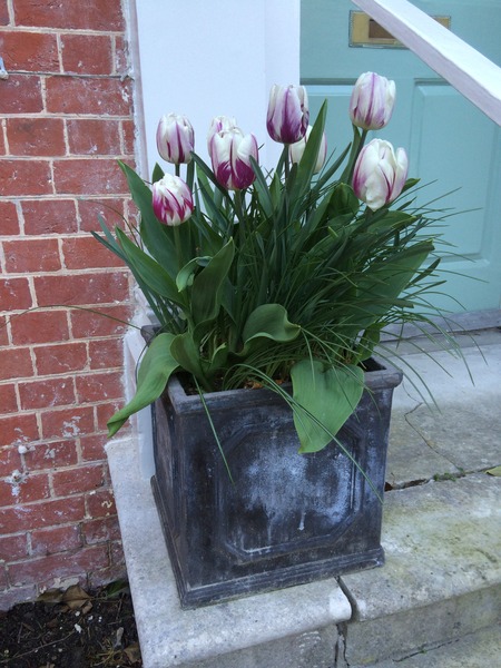 "In the spring, at the end of the day, you should smell like dirt."  This month's discussion in the potting shed.