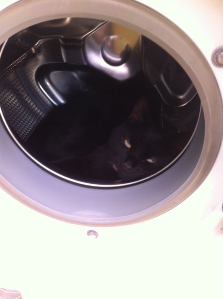 Come and sing the praises for your black/black and white cats