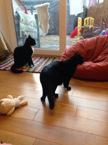 Come and sing the praises for your black/black and white cats