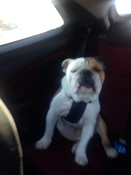 How much do you love your dog, I'm not sure my feelings are normal!!