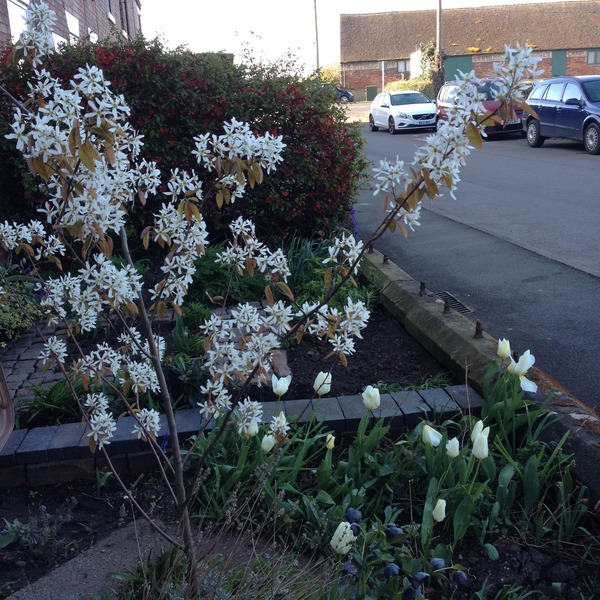 The 2015 Allotment / Veg Patch Thread Part 2