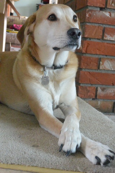 What other breed is my SBTX crossed with do you think?