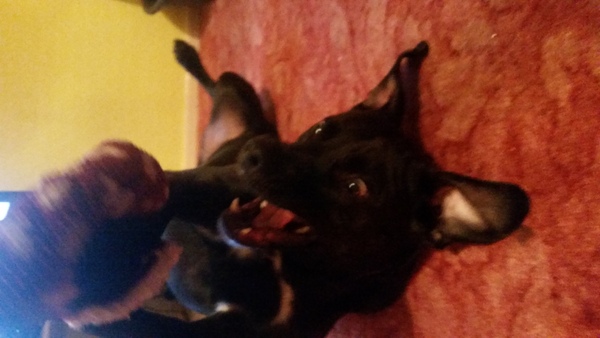 How much do you love your dog, I'm not sure my feelings are normal!!