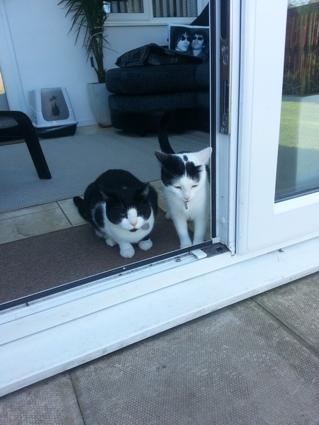 If you have more than one cat