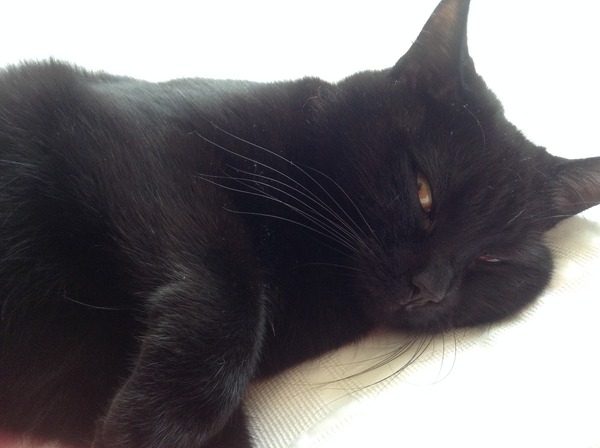 Come and sing the praises for your black/black and white cats