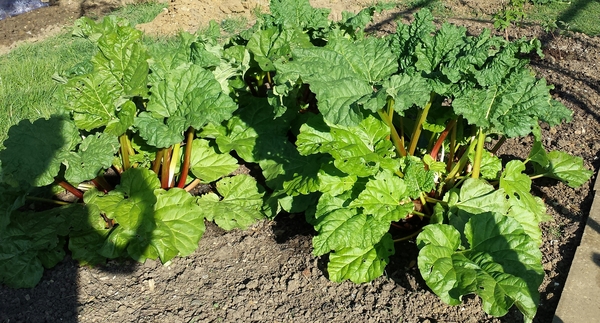The 2015 Allotment / Veg Patch Thread Part 2