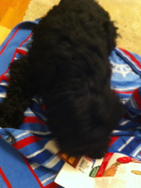 How can I get good photos of my black dog?