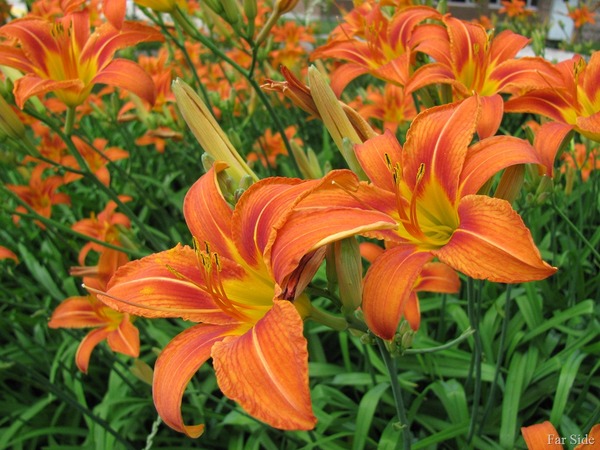 Do you have a cottage garden and if so what plant do you have?