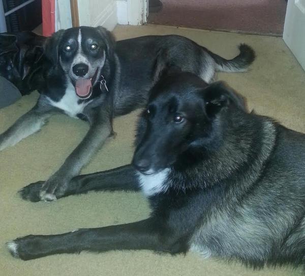 Lost my dog last week now feeling unable to cope - scared