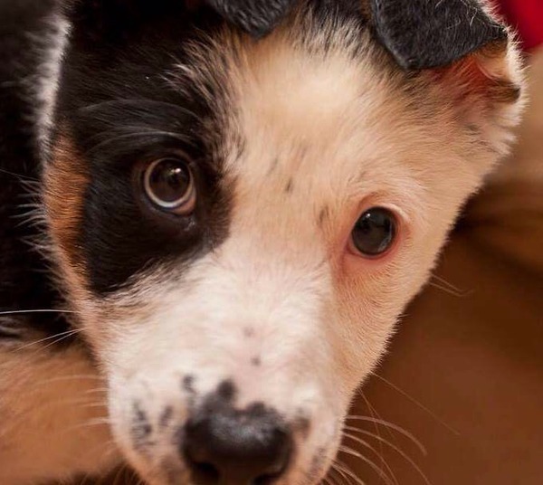 What other breed is my SBTX crossed with do you think?