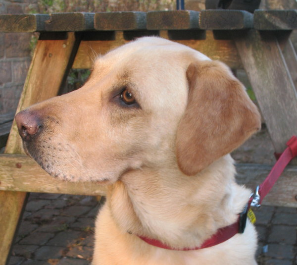 How much do you love your dog, I'm not sure my feelings are normal!!