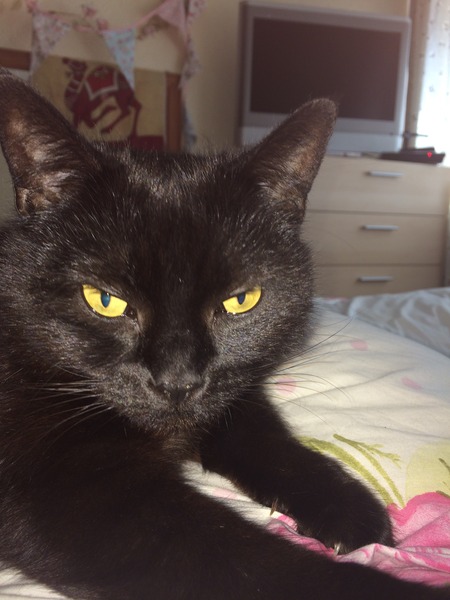 Come and sing the praises for your black/black and white cats