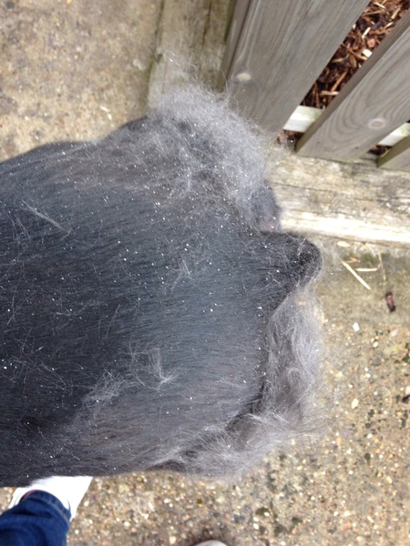 Dog brush for short thin coat
