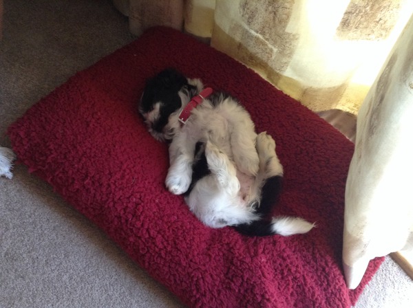 The November 2015 bus is back on the road, chugging through beautiful scan pic landscapes, picking up plenty of Dairyleas, muffins and whathaveyous on it's way!