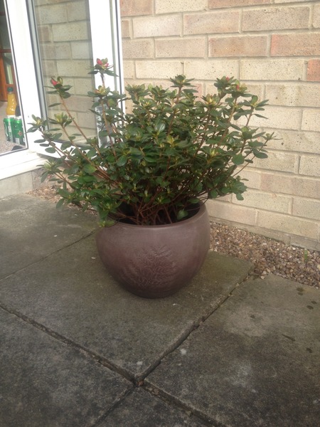 October baby bus take 3- booking in appointments and scans, here we come!