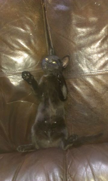 Come and sing the praises for your black/black and white cats