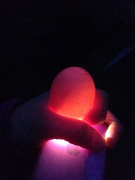 Candling eggs