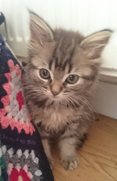 Our New Kitten