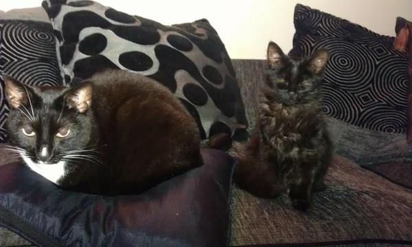 Come and sing the praises for your black/black and white cats