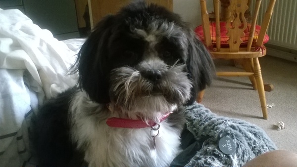 Is there a shameless photo sharing thread for our pooches??