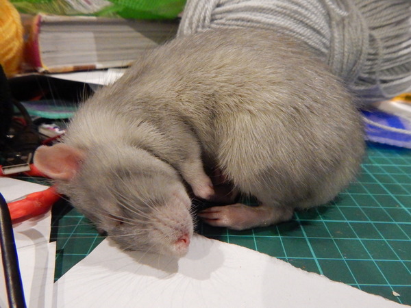 Ratty people, scamper thus way....