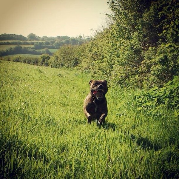 To wish dangerous dog breeds and all breeds closely resembling them were banned in UK?