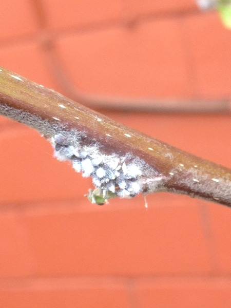 Apple Tree Disease
