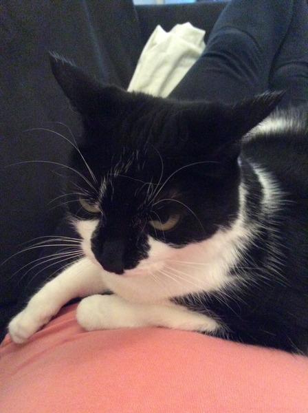 Come and sing the praises for your black/black and white cats