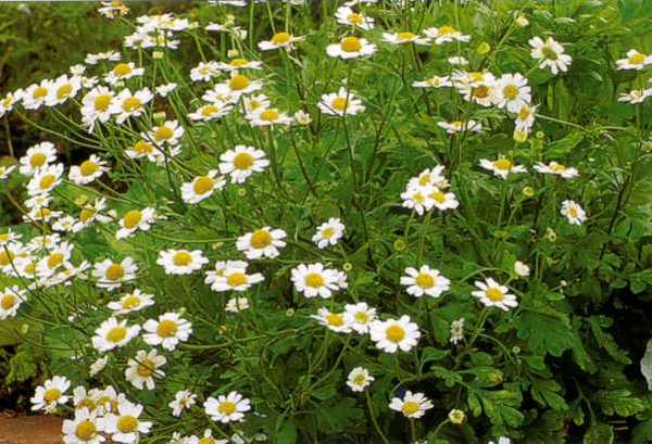 Do you have a cottage garden and if so what plant do you have?