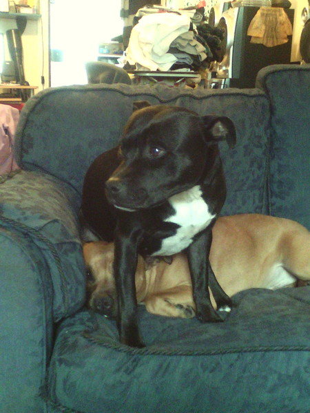 To wish dangerous dog breeds and all breeds closely resembling them were banned in UK?