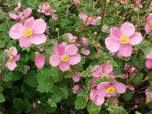 Do you have a cottage garden and if so what plant do you have?