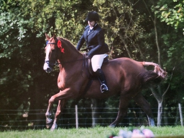 What breed/ height is suitable to carry a 15 stone rider?
