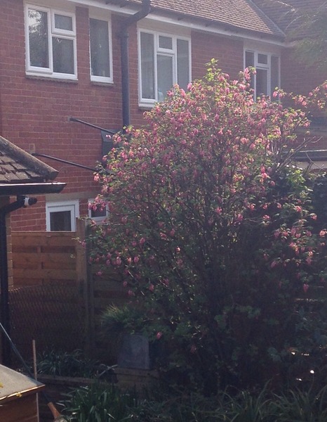 What fast growing tree or shrub could I plant here? Photo attached....