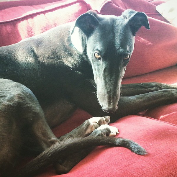 Getting my first Grey!