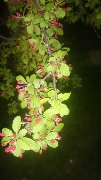 What is wrong with this tree?