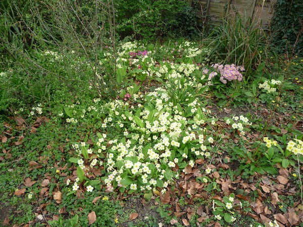 Primroses