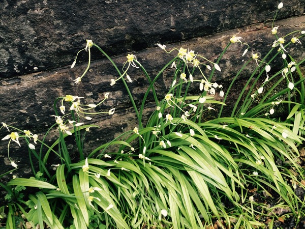 Can anyone tell me what this plant is?