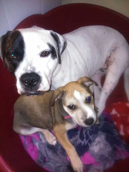 To wish dangerous dog breeds and all breeds closely resembling them were banned in UK?