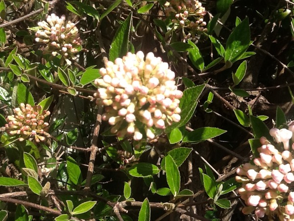 "In the spring, at the end of the day, you should smell like dirt."  This month's discussion in the potting shed.