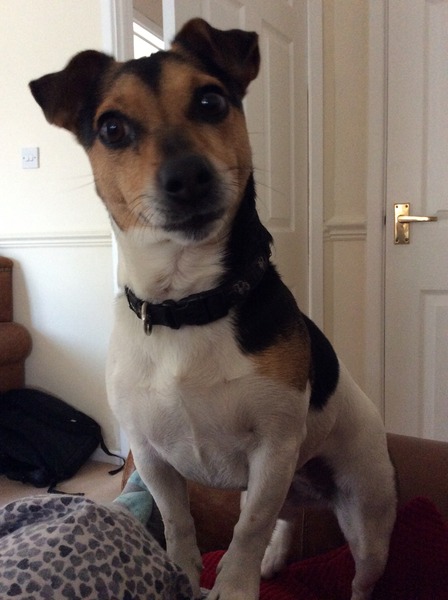 My dog nags  me to death, does anyone else have a needy dog?