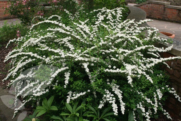 What's making your garden shine at the moment?