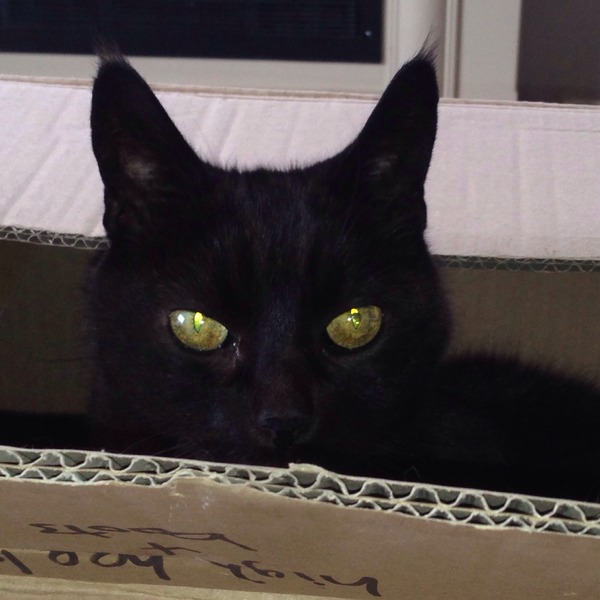 Is £100 a lot for a grey kitten